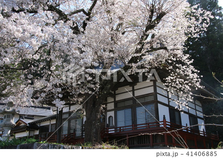 月光寺の桜(福島県・柳津町) 月光寺の桜(福島県・柳津町) 41406885