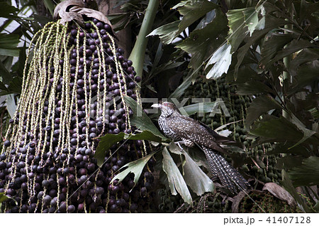 Asian Koel Sri Lanka Bird 41407128