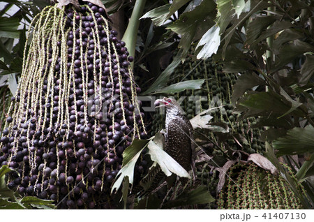 Asian Koel Sri Lanka Bird 41407130