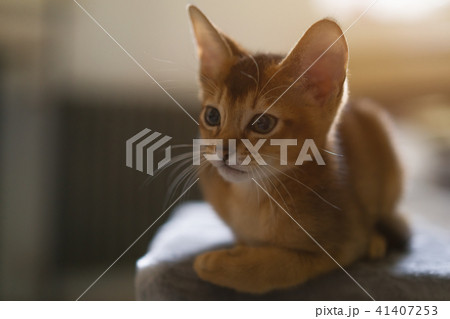 cute abyssinian kitten portrait indoor 41407253