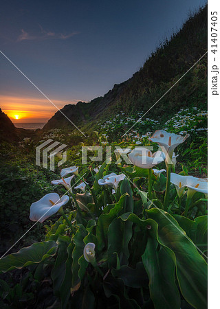 Wild Calla Lilly during sunset 41407405