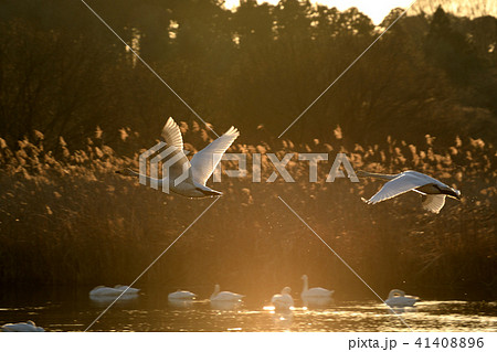 飛翔するコハクチョウ 41408896