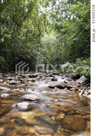 Rain forest of Runakanda Sri Lanka 41409149