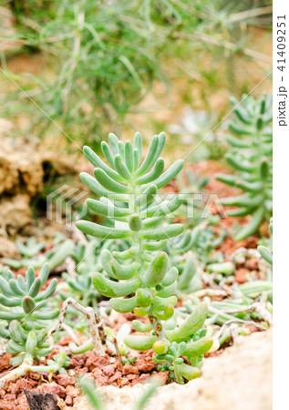 Sedum pachyphyllum the succulent plants in garden Sedum pachyphyllum the succulent plants in garden 41409251
