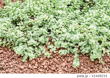 Succulent plants in garden Succulent plants in garden 41409254