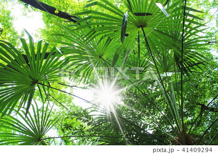 シュロの木 グリーン エコ シュロの木 グリーン エコ 41409294