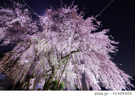 林陽寺のしだれ桜 林陽寺のしだれ桜 41409309