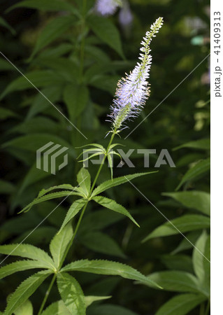 クガイソウ 41409313