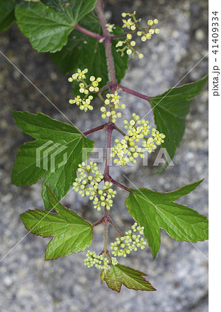 ノブドウ 41409334