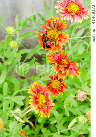 Gaillardia or blanket flowers and wasp on flower 41409372
