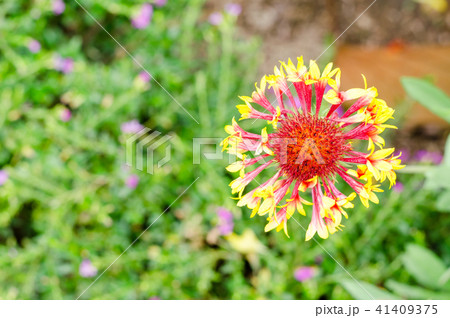 colorful Gaillardia or blanket flowers in garden colorful Gaillardia or blanket flowers in garden 41409375