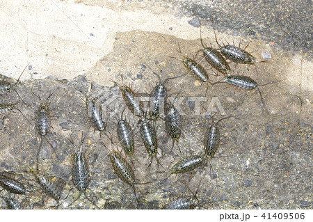 フナムシ フナムシ 41409506