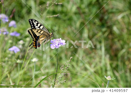 熊本　八方ヶ岳山頂　マツムシソウの花の蜜を吸う蝶 41409597