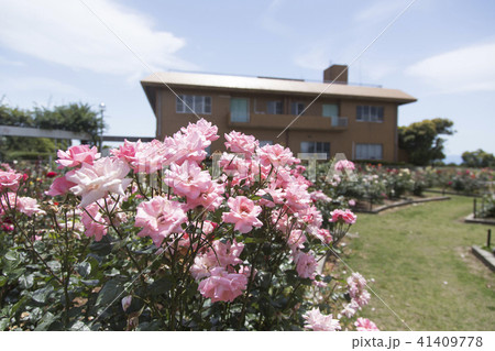 荒尾市 おもやい市民花壇 バラの花、 荒尾市 おもやい市民花壇 バラの花、 41409778
