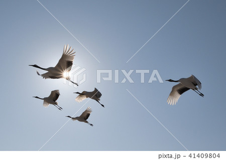 飛翔するタンチョウ 41409804