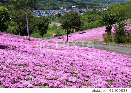 滝上公園の芝ざくら 41409853