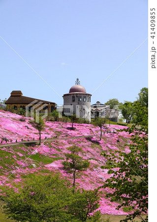 滝上公園の芝ざくら 滝上公園の芝ざくら 41409855