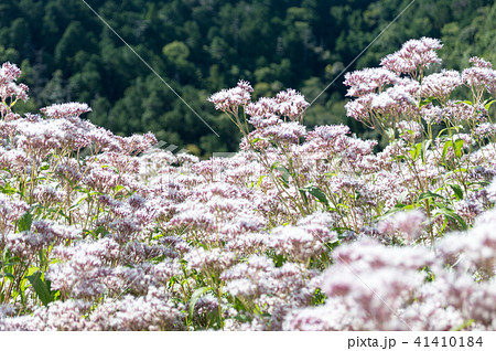 花畑　フジバカマ　藤袴 41410184
