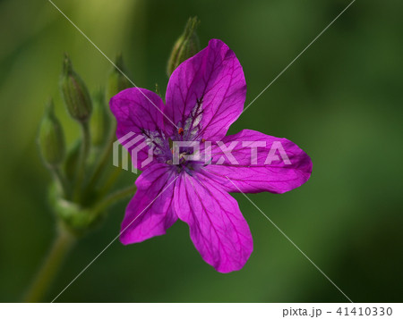 エロディウム・マネスカヴィ濃い桃色の花 41410330