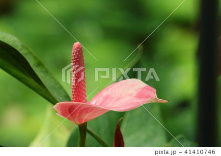 アンスリウムの花の写真素材