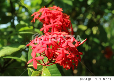 サンタンカの花 サンタンカの花 41410774