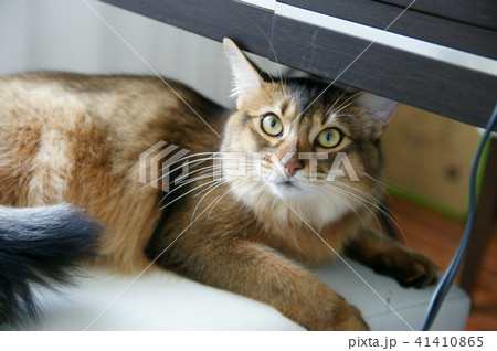 テーブルの下に隠れる猫 41410865