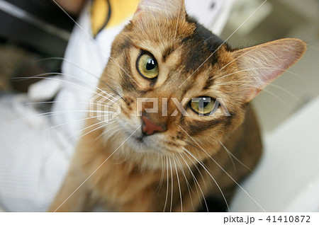 見つめる猫 41410872