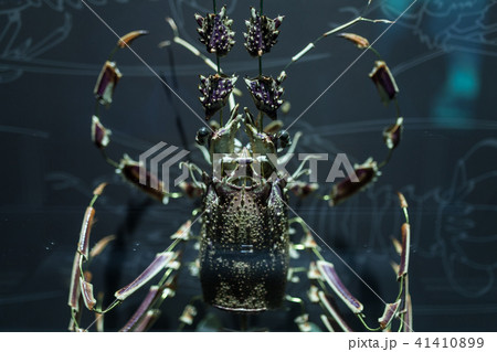 Lobster shell dismantled into pieces  41410899