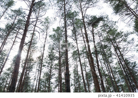 pine forest Summer season 41410935