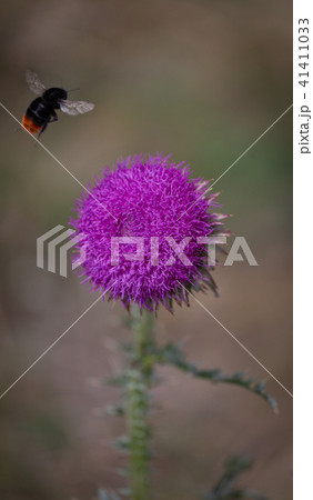 Thistle, Carduus acanthoides, Spiny plumeless thistle 41411033