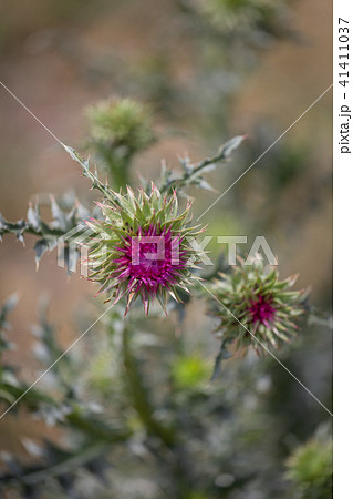 Thistle, Carduus acanthoides, Spiny plumeless thistle 41411037