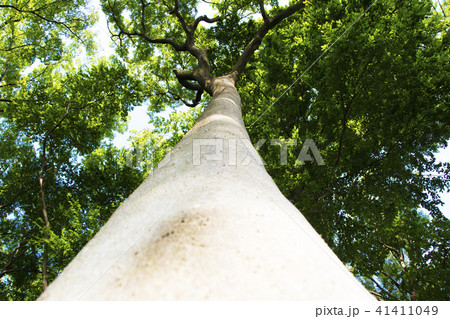 空に伸びた木 41411049