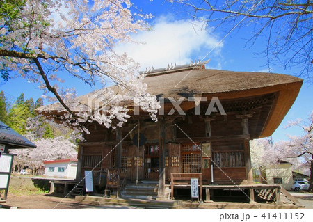 立木観音の桜（福島県・会津坂下町） 41411152