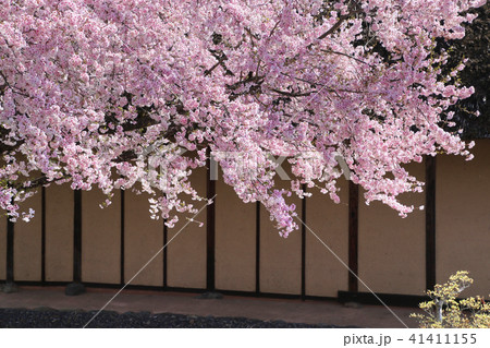 立木観音の桜(福島県・会津坂下町) 立木観音の桜(福島県・会津坂下町) 41411155