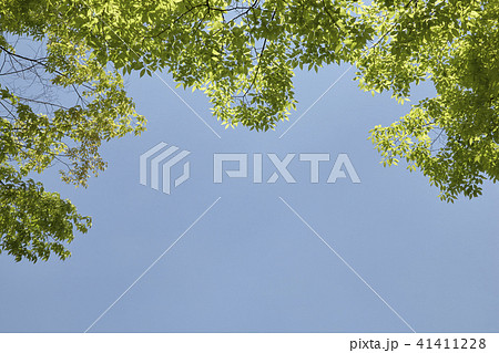 葉 木の葉 木の枝 41411228