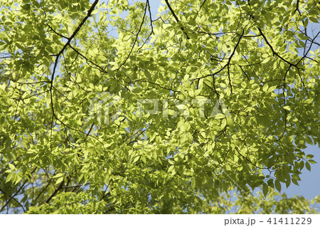 葉 木の葉 ケヤキ 41411229