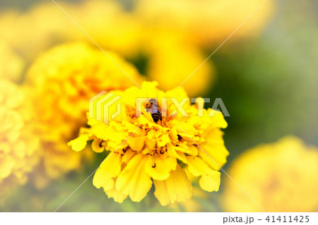 Bee on marigold flower blooming in the garden Bee on marigold flower blooming in the garden 41411425