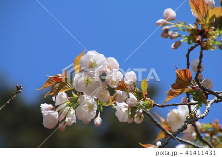 法用寺の虎の尾桜（福島県・会津美里町） 41411431