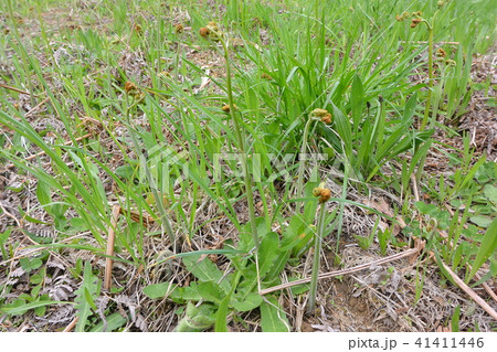 牧場に自生するワラビ 牧場に自生するワラビ 41411446