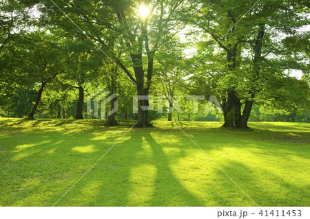 朝の公園 朝の公園 41411453