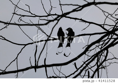 Silhouette of Greater Racket-tailed bird on a tree Silhouette of Greater Racket-tailed bird on a tree 41411528