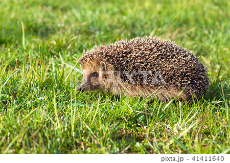 wildlife young european hedgehog on green grass 41411640