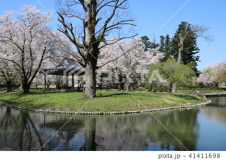 伊佐須美神社の桜（福島県・会津美里町） 41411698
