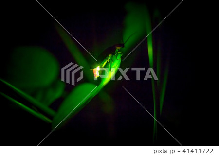 ゲンジボタル 41411722