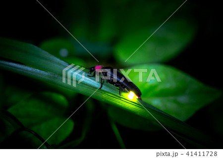 ゲンジボタル 41411728