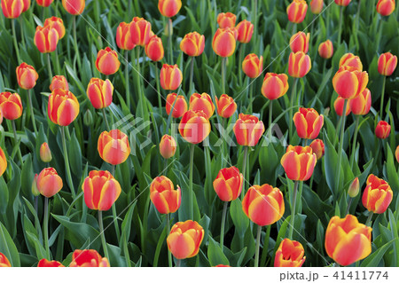 Beautiful bright red and yellow spring tulips 41411774