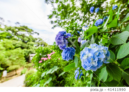 曇り空と紫陽花 曇り空と紫陽花 41411990