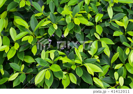 Green leaves pattern for background Green leaves pattern for background 41412011