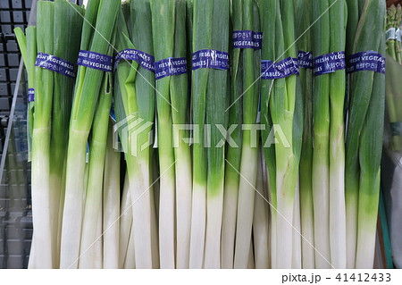 ねぎ 41412433