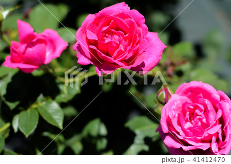 薔薇 薔薇 41412470
